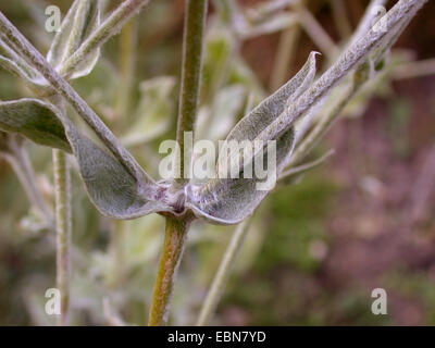 Rose Campion, Rosa Krone, Königskerze rosa, Dusty Miller (Lychnis Coronaria, Silene Coronaria), Blätter Stockfoto