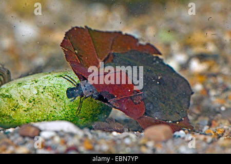 Glyphotaelius Pellucidus (Glyphotaelius Pellucidus), machte Larve mit Köcherfliegen der Blätter auf dem sandigen Wasser geschliffen, Deutschland, Bayern Stockfoto