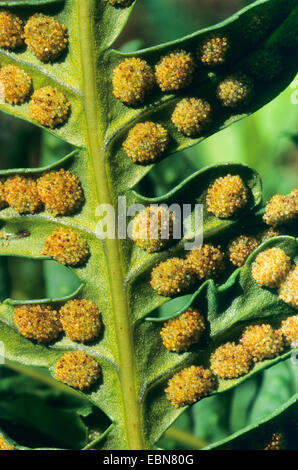 gemeinsamen Maisöl (Polypodium Vulgare), Sori auf der Unterseite eines Blattes, Deutschland Stockfoto