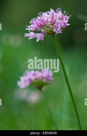 Laubbäume Schnittlauch (Allium Senescens, Allium Senescens SSP. Montanum, Allium Montanum), Blütenstand, Deutschland Stockfoto