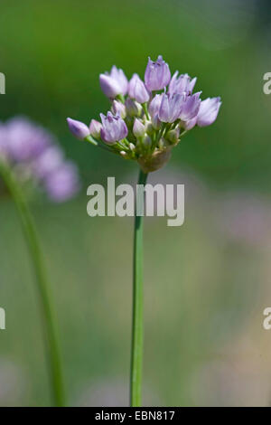 Maus-Knoblauch (Allium Angulosum), Blütenstand, Deutschland Stockfoto