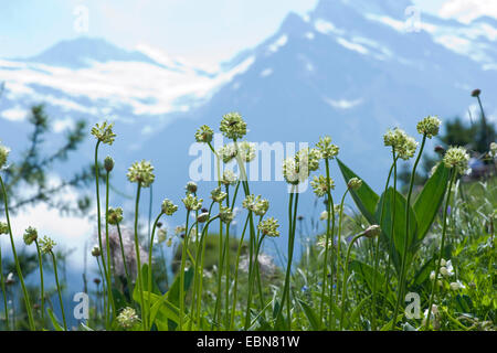 Lange verwurzelt Knoblauch, Sieg Zwiebel (Allium Victorialis), blühen in einer Wiese, Schweiz, Schynige Platte Stockfoto