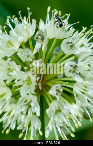 Lange verwurzelt Knoblauch Sieg Zwiebel (Allium Victorialis), Blütenstand mit Ameise, Schweiz, Schynige Platte Stockfoto