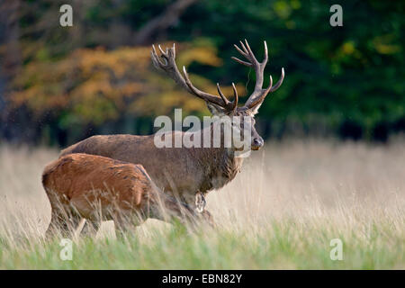 Rothirsch (Cervus Elaphus), Hart und Hind grasen auf der Wiese, Dänemark, Seeland Stockfoto