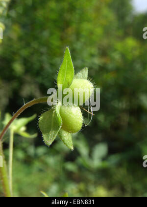 Buxbaums Ehrenpreis, persischer Ehrenpreis (Veronica Persica), Obst, Deutschland Stockfoto