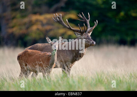 Rothirsch (Cervus Elaphus), Hart und Hind grasen auf einer Wiese, Dänemark, Seeland Stockfoto