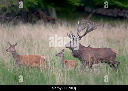 Rothirsch (Cervus Elaphus), Hart, Hind und Kälber zu Fuß durch hohes Grass, Dänemark, Seeland Stockfoto