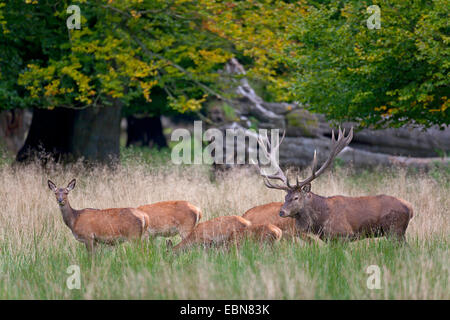 Rothirsch (Cervus Elaphus), Herde stehend auf Wiese, Dänemark, Seeland Stockfoto