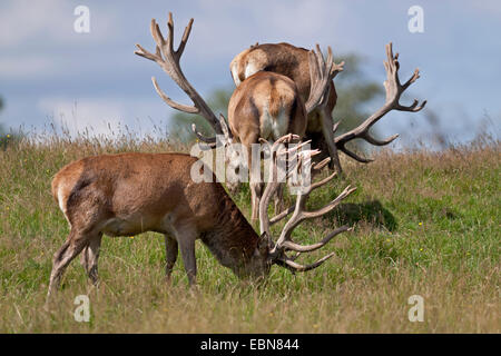 Rothirsch (Cervus Elaphus), drei Hirsche mit samt Geweih Aegaeischen auf einer Wiese, Dänemark, Jylland Stockfoto