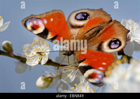 Pfau Motte, Pfau (Inachis Io, Nymphalis Io), sitzen auf Schlehe Blüten, Deutschland Stockfoto