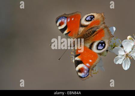 Pfau Motte, Pfau (Inachis Io, Nymphalis Io), sitzen auf Schlehe Blüten, Deutschland Stockfoto