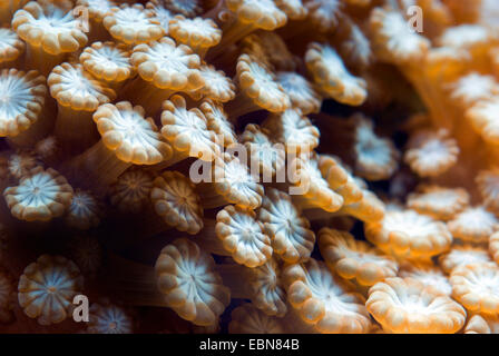 Stony Coral (Alveopora spec.), Makroaufnahme Stockfoto