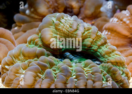 Green Cat Eye Koralle (Cynarina Lacrymalis), Makroaufnahme Stockfoto