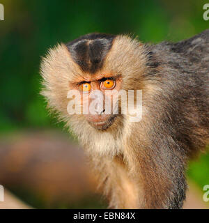 Liontail Makaken, Löwe-tailed Macaque (Macaca Silenus), portrait Stockfoto