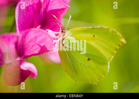 Zitronenfalter (Gonepteryx Rhamni), saugen Nektar aus einer Blüte aus einem mehrjährigen Peavine, Deutschland Stockfoto