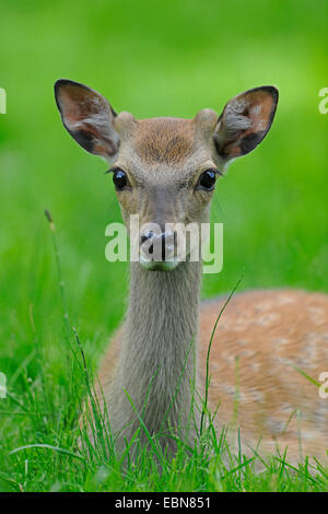 Sika Hirsche, junges Reh liegend auf einer Wiese, Brustbild, zahm Sika Hirsche, zahmes Rotwild (Cervus Nippon) Stockfoto