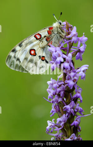 Apollo (schon Apollo), sitzt auf einem Blütenstand eine duftende Orchidee; Gymnadenia Conopsea, Deutschland, Baden-Württemberg Stockfoto