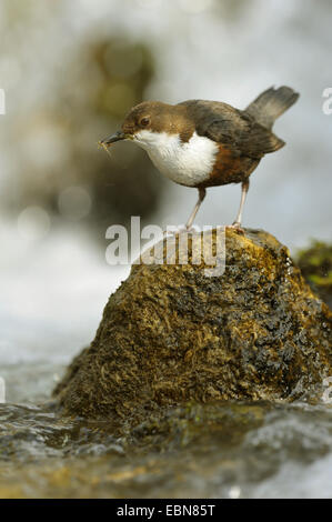 Wasseramseln (Cinclus Cinclus), sitzt auf einem Stein mit Futter im Schnabel, Deutschland, Baden-Württemberg Stockfoto