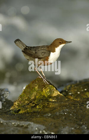 Wasseramseln (Cinclus Cinclus), sitzt auf einem Stein am Bach, Deutschland, Baden-Württemberg Stockfoto