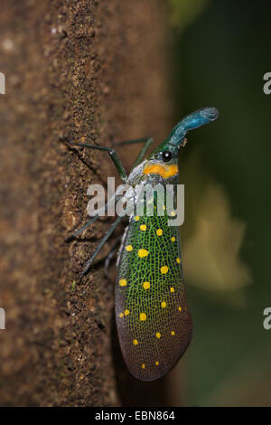 Lanternflies, Laterne fliegen, Fulgorid Planthoppers (Fulgoridae), sitzen auf Baumstamm, Malaysia, Sabah, Danum Valley
