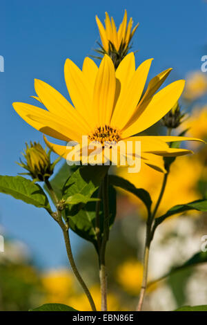 Topinambur, Topinambur, Sunroot, Topinambur, Erde Apfel, Topinambour (Helianthus Tuberosus), blühen, Stockfoto