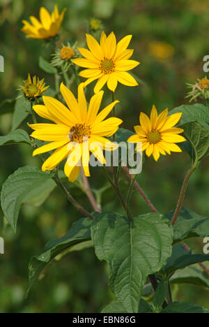 Topinambur, Topinambur, Sunroot, Topinambur, Erde Apfel, Topinambour (Helianthus Tuberosus), blühen, Stockfoto