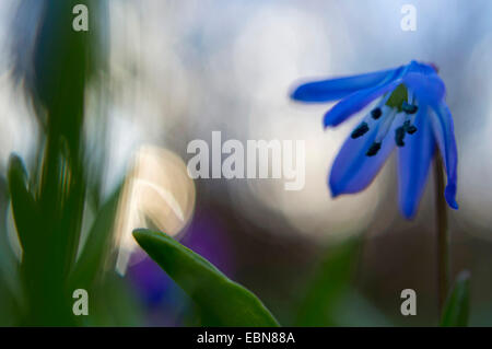 Sibirische Scilla, Sibirischer Blaustern (Scilla Siberica (Falsch: Scilla Sibirica)), unscharfe Blume bei Gegenlicht, Deutschland Stockfoto