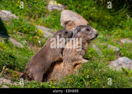 Alpen-Murmeltier (Marmota Marmota), junges Murmeltier schnüffeln am Hals eines Erwachsenen, der Schweiz, Wallis Stockfoto