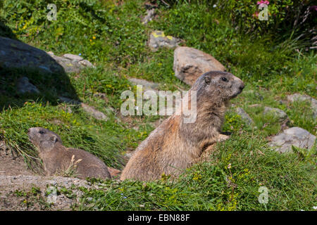 Alpen-Murmeltier (Marmota Marmota), Murmeltiere vor ihrer Höhle, Schweiz, Wallis Stockfoto