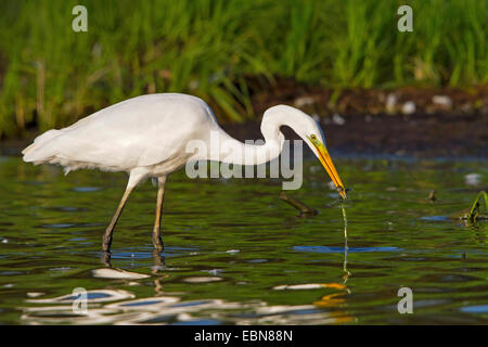 Silberreiher, Silberreiher (Egretta Alba, Casmerodius Albus, Ardea Alba), auf das Futter im Morgen Licht, Schweiz, Bodensee Stockfoto