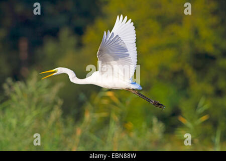 Silberreiher, Silberreiher (Egretta Alba, Casmerodius Albus, Ardea Alba), fliegen Silberreiher mit offener Rechnung, Schweiz, Bodensee Stockfoto