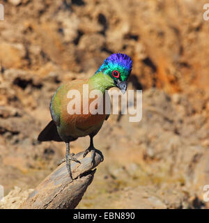 Lila-crested Turaco, violett-crested Turaco, lila-crested Lourie (Musophaga Porphyreolopha, Tauraco Porphyreolophus, Gallirex Porphyreolophus), sitzt auf einem Mast, Südafrika, Mkuzi Game Reserve Stockfoto