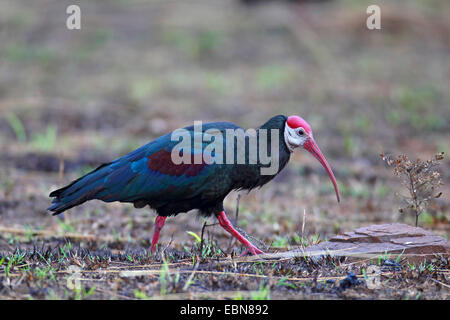 Waldrappen (Geronticus Calvus), Waldrappen, die auf der Suche nach Nahrung, Südafrika, Ithala Game Reserve Stockfoto