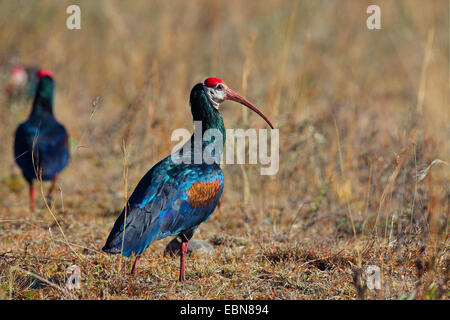 Waldrappen (Geronticus Calvus), Waldrappen, die auf der Suche nach Nahrung, Südafrika, Ithala Game Reserve Stockfoto