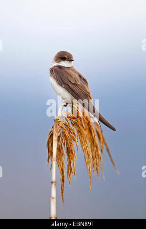 Uferschwalbe (Riparia Riparia), sitzt auf einem Reed Halm, Griechenland, Lesbos Stockfoto