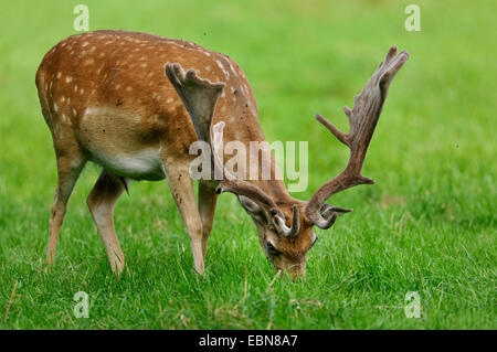 Damhirsch (Dama Dama, Cervus Dama), Hirsch mit Geweih samt Weiden, Deutschland Stockfoto