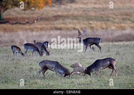 Damhirsch (Dama Dama, Cervus Dama), Hirsche kämpfen in einer Wiese, Dänemark, Sjaelland Stockfoto