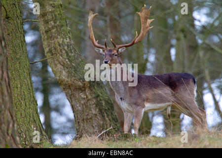 Damhirsch (Dama Dama, Cervus Dama), schwarze Damhirsch Hirsch stehend in einem Wald, Deutschland, Schleswig-Holstein Stockfoto