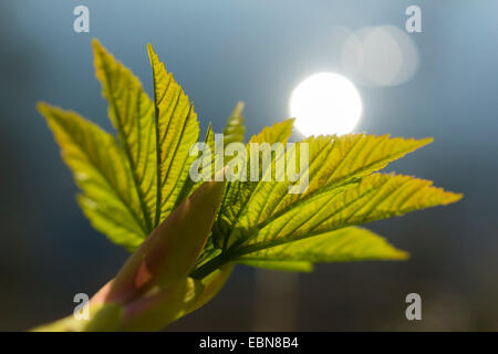Bergahorn, große Ahorn (Acer Pseudoplatanus), Blatt schießen, Deutschland, Sachsen Stockfoto