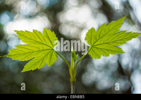 Bergahorn, große Ahorn (Acer Pseudoplatanus), Blatt schießen, Deutschland Stockfoto