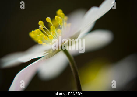 Buschwindröschen (Anemone Nemorosa), close-up einer Blume, Deutschland Stockfoto