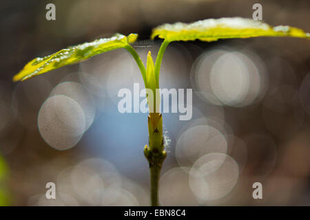 Bergahorn, große Ahorn (Acer Pseudoplatanus), Sämling, Deutschland Stockfoto