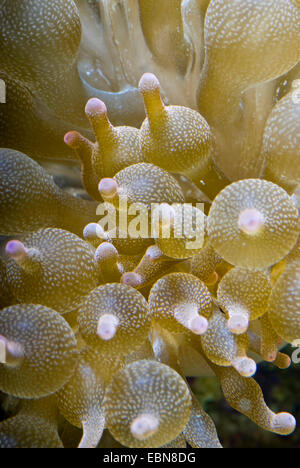 vierfarbige Anemone, Blase-Tip Anemone, Birne-Tip Anemone, Birne-Tentakel Seeanemone, kastanienbraunen Anemone (Entacmaea Quadricolor), Makroaufnahme Stockfoto