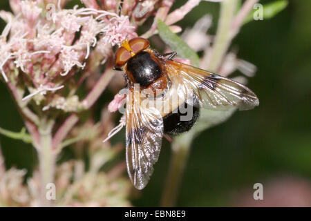 Pellucid Hoverfly Pellucid fliegen (Volucella Pellucens), sitzen auf einer Blüte, Deutschland Stockfoto