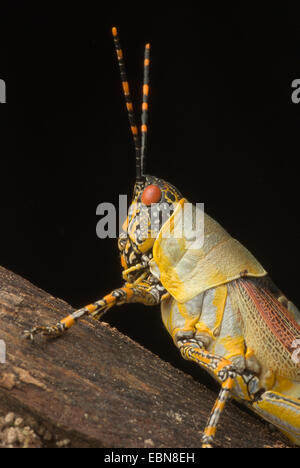 Bunte Grashüpfer (Zonocerus Variegata), portrait Stockfoto