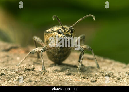 Blackspotted Zange zu unterstützen, Käfer, Eiche Longhorn Beetle (Rhagium Mordax), Vorderansicht Stockfoto
