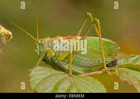 zuckenden grünen Bushcricket (Tettigonia Cantans), sitzt auf einem Blatt, Deutschland Stockfoto