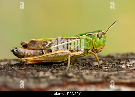 Streifen-geflügelte Heuschrecke gefüttert Grashüpfer (Stenobothrus Lineatus), sitzen auf Werk, Deutschland Stockfoto