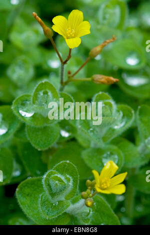 Marsh St-Johanniskraut (Hypericum Elodes), blühen, Deutschland, BG Ffm Stockfoto