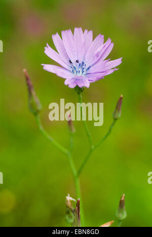 Blaue Salat, groß blau Salat, mehrjährige Kopfsalat (Lactuca Perennis), blühen, Deutschland Stockfoto